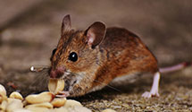 24 Hour & Emergency Exterminators in Ellsworth, ME